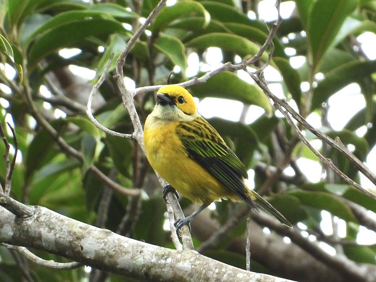 Silver-throated Tanager - ML620592940