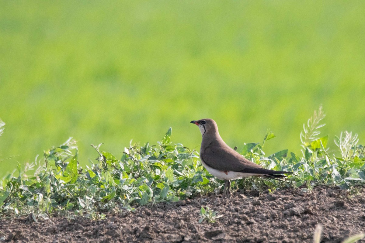 Collared Pratincole - ML620592945