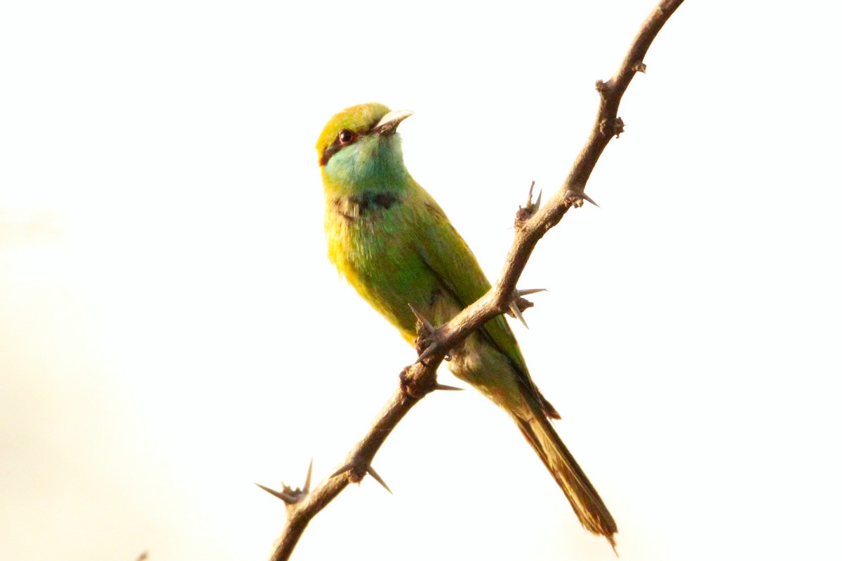 Asian Green Bee-eater - ML620592946