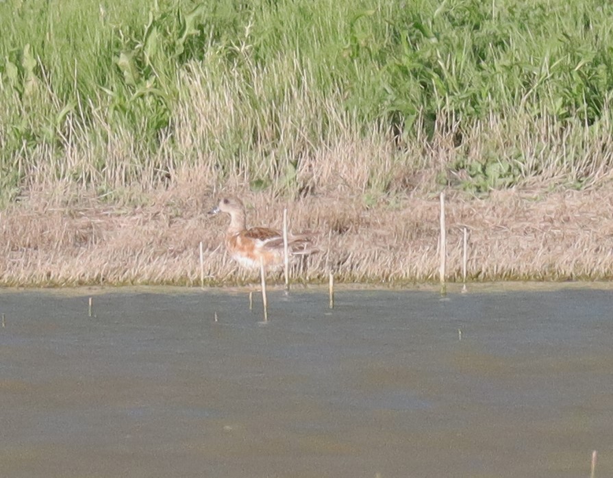 American Wigeon - ML620592947