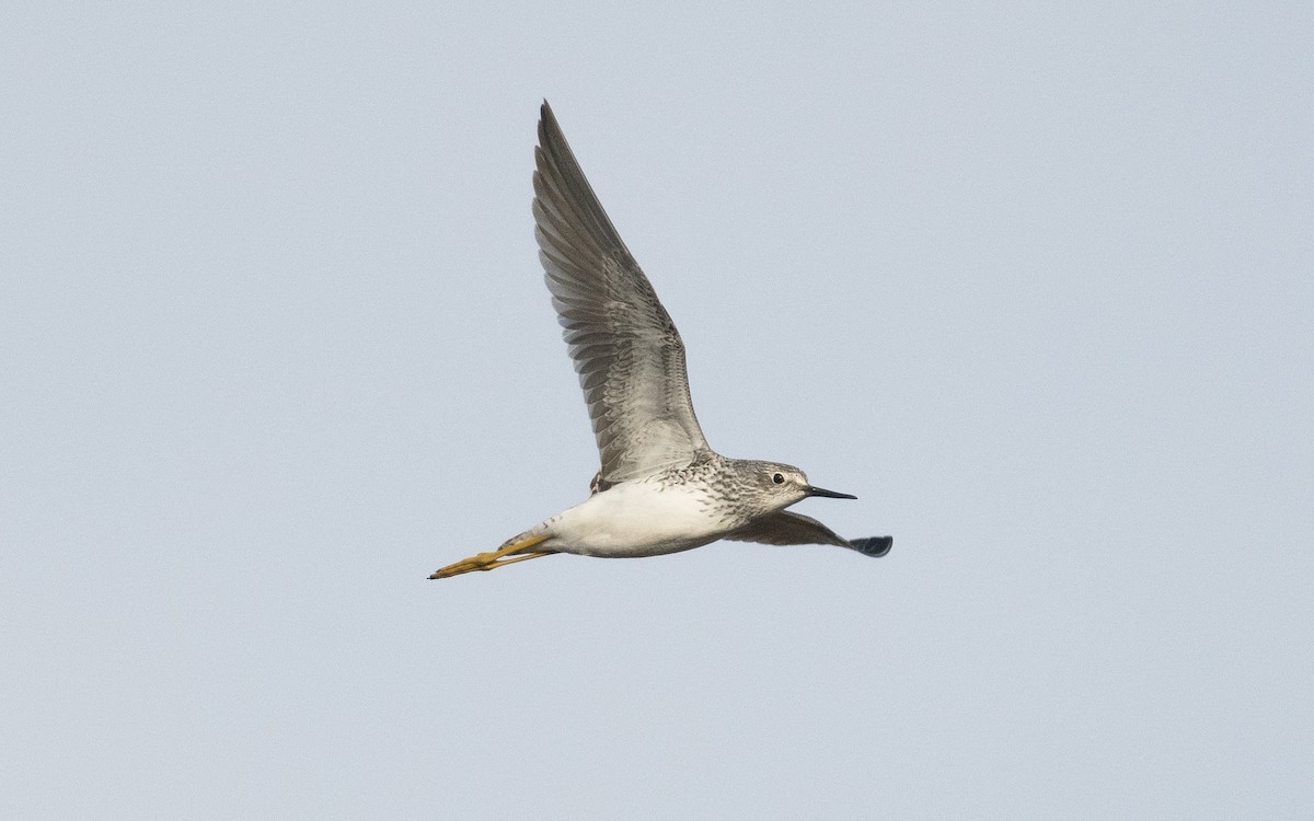 Lesser Yellowlegs - ML620592951