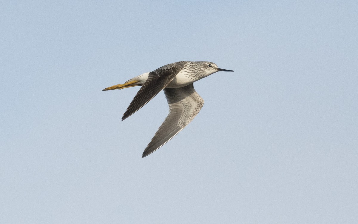 Lesser Yellowlegs - ML620592952