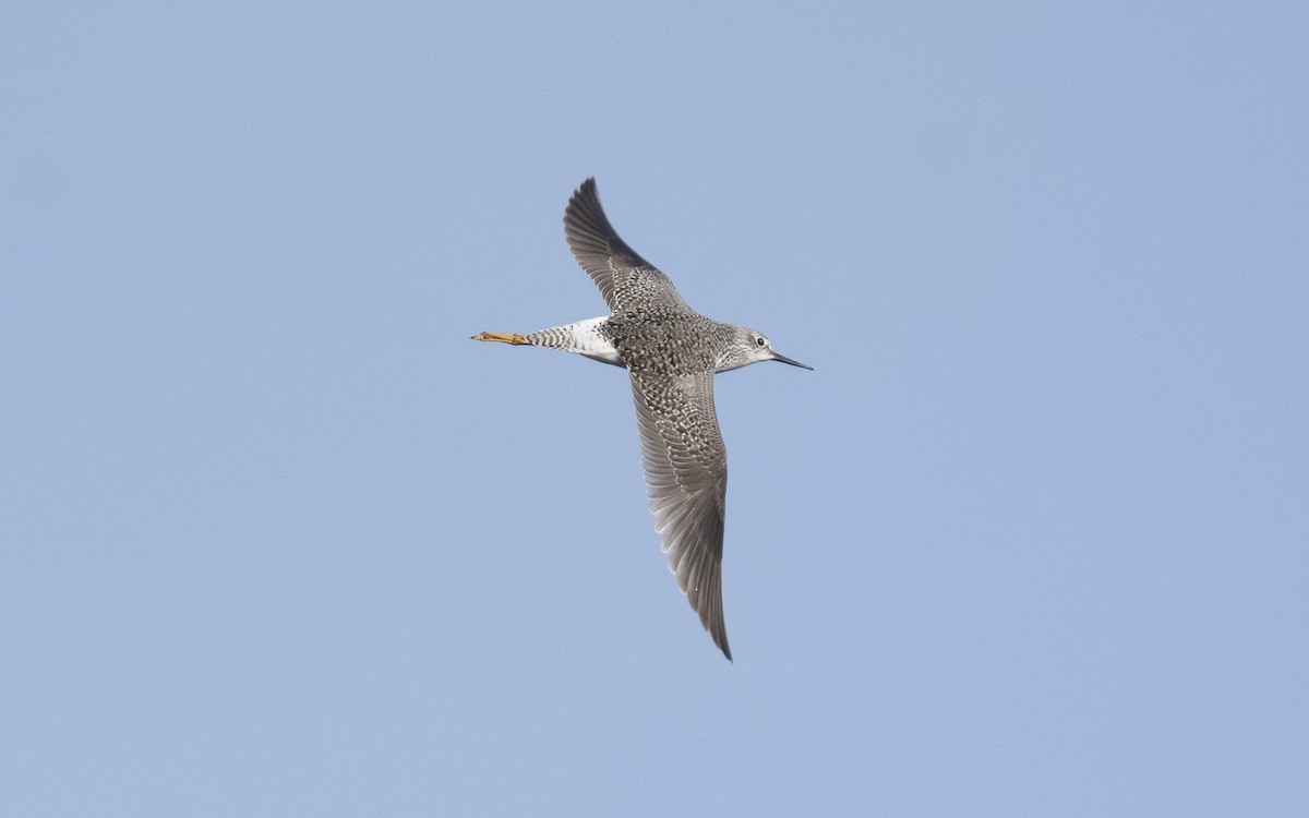 Lesser Yellowlegs - Emmanuel Naudot