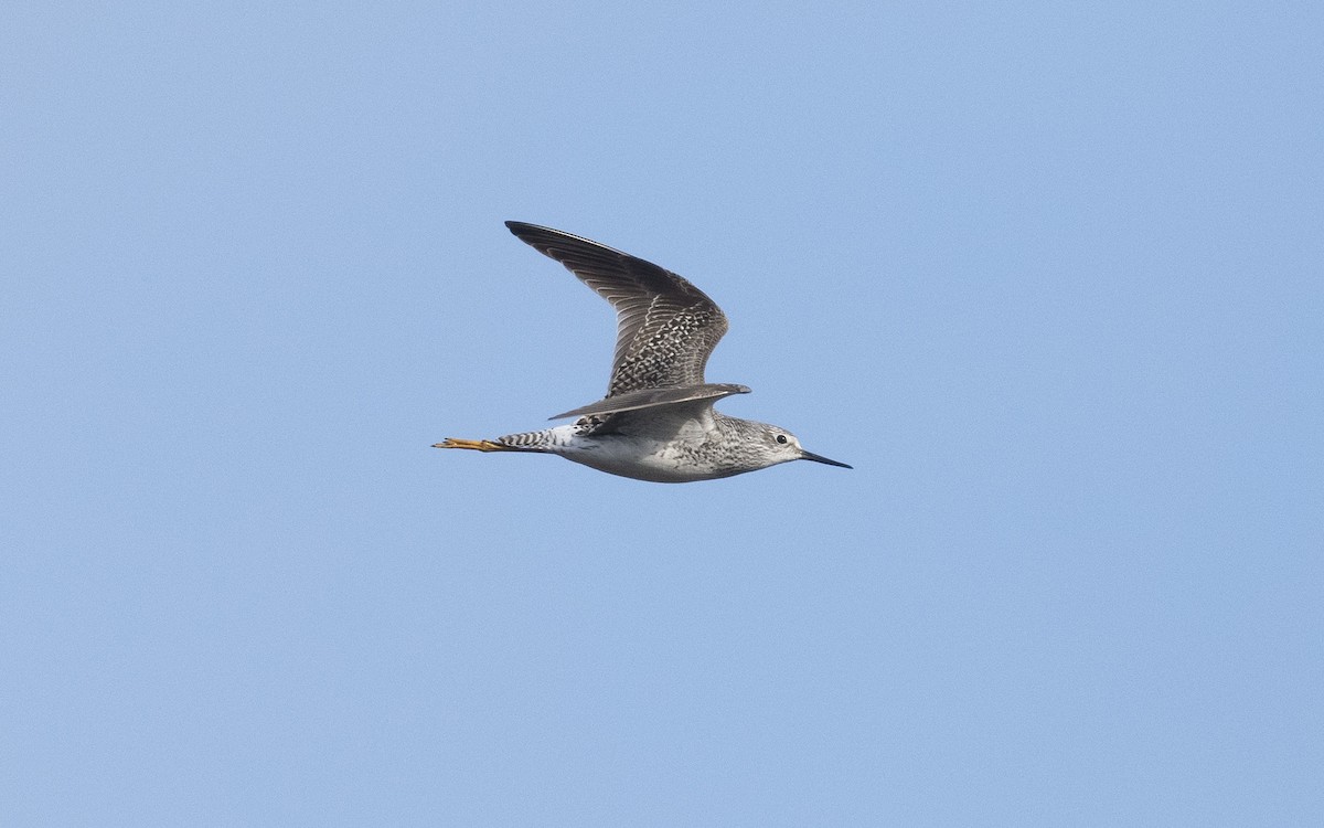 Lesser Yellowlegs - ML620592954