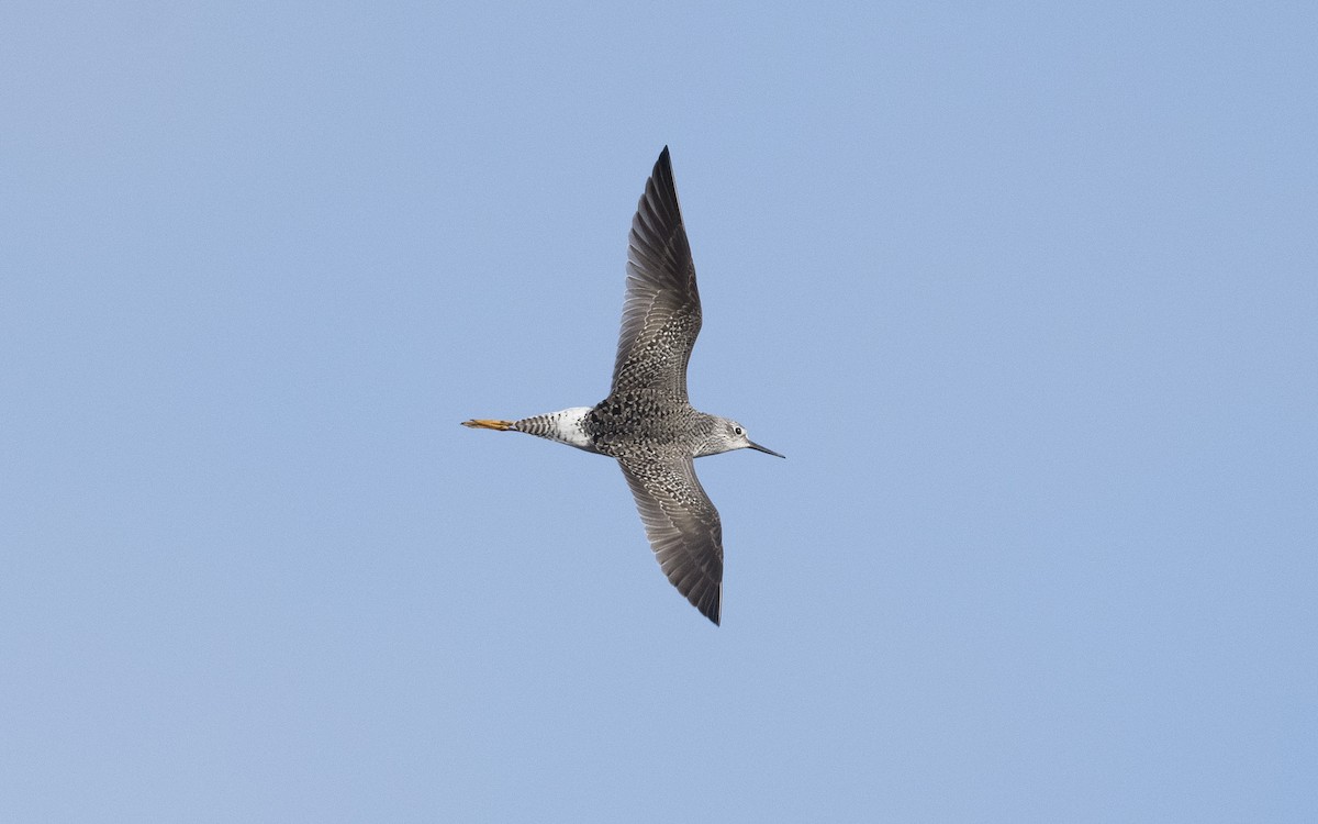 Lesser Yellowlegs - ML620592955