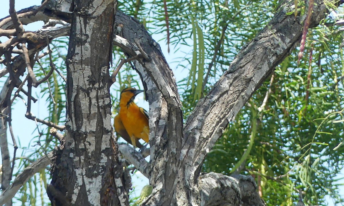 Oriole de Bullock - ML620592956