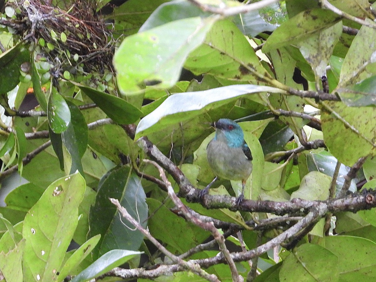 Scarlet-thighed Dacnis - ML620592959