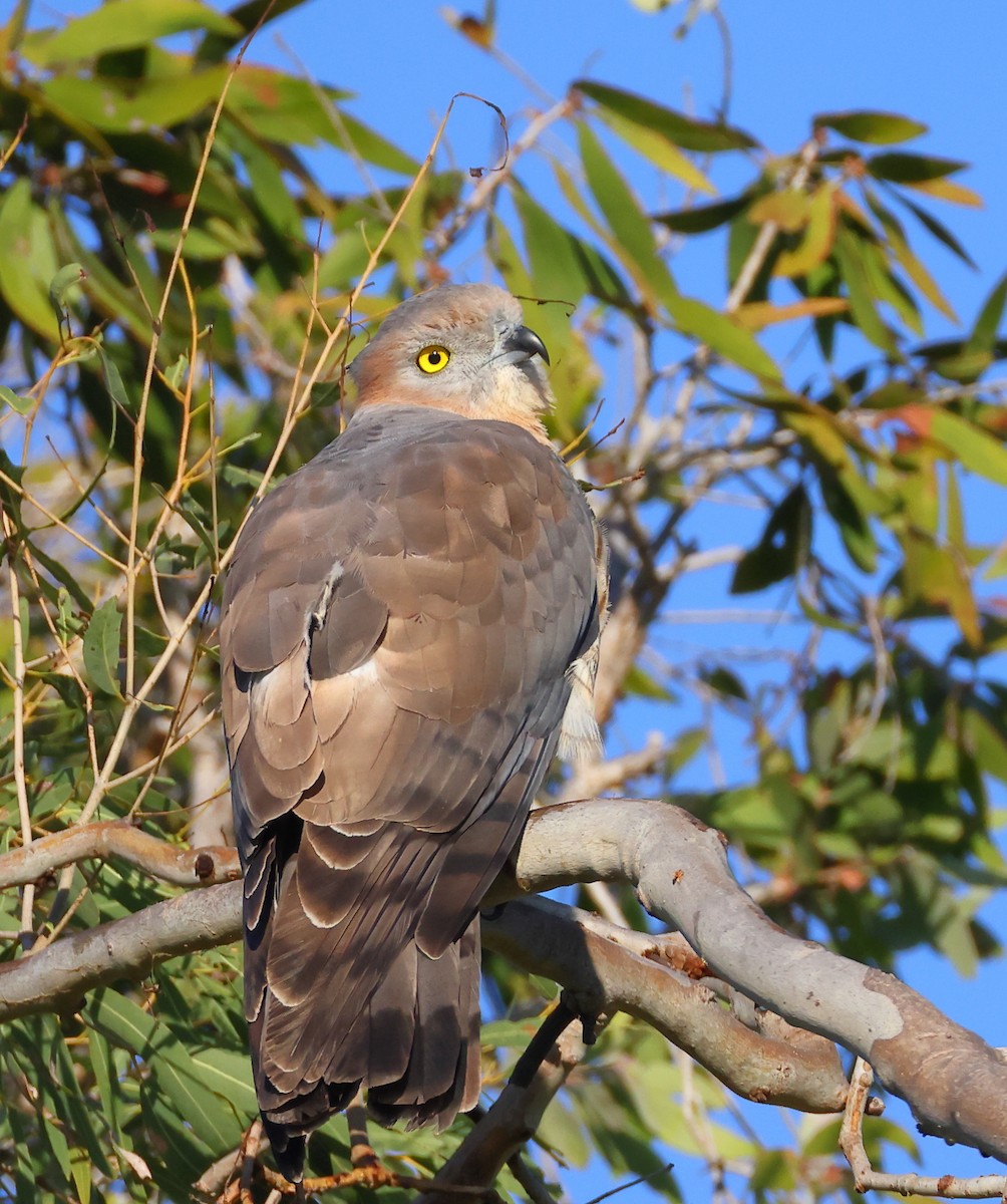 Pacific Baza - ML620592962