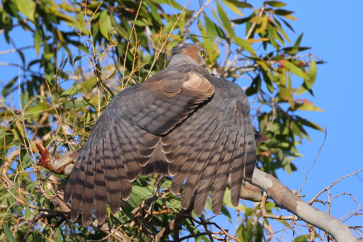 Pacific Baza - ML620592963