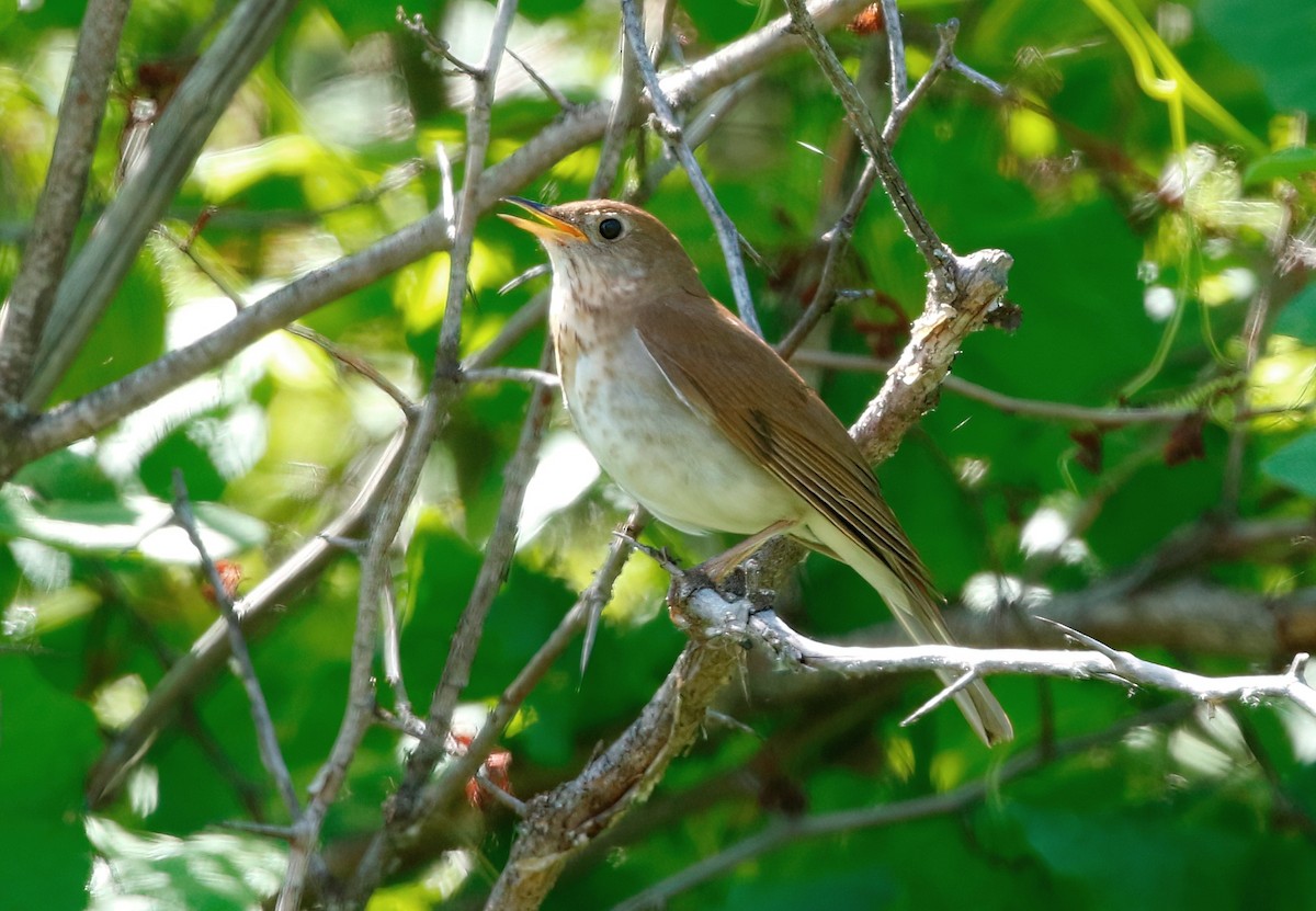 Veery - ML620592969