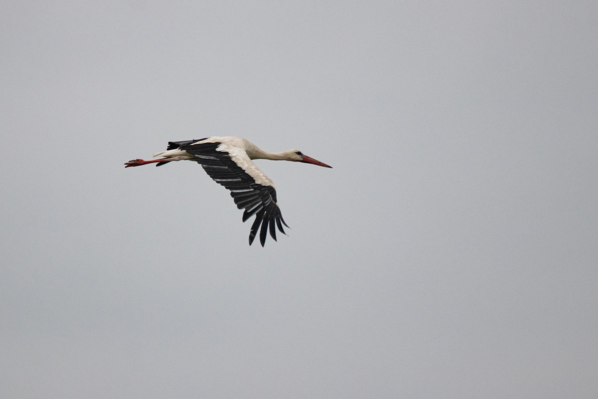 White Stork - ML620592970