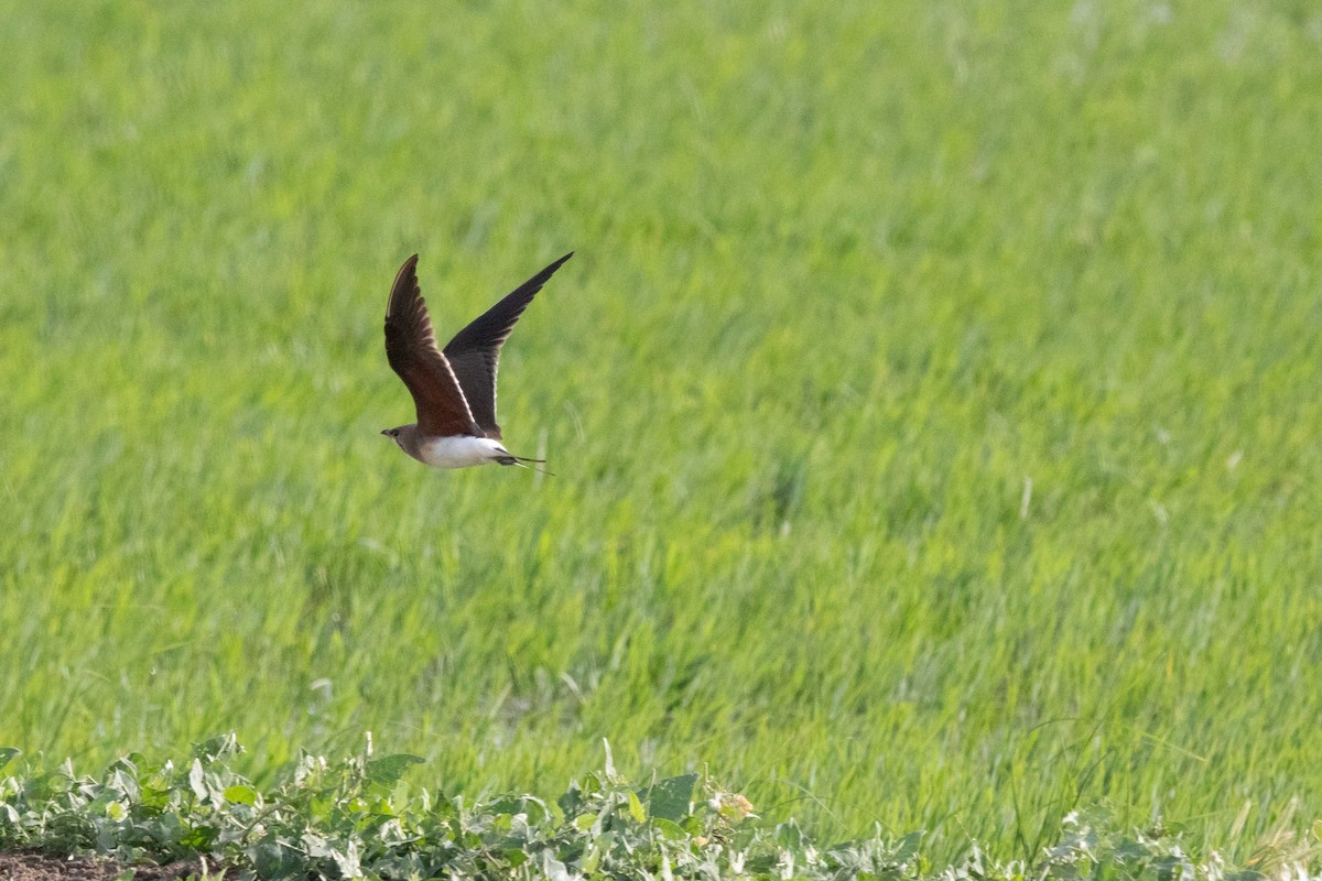 Collared Pratincole - Viktor Kochetkov