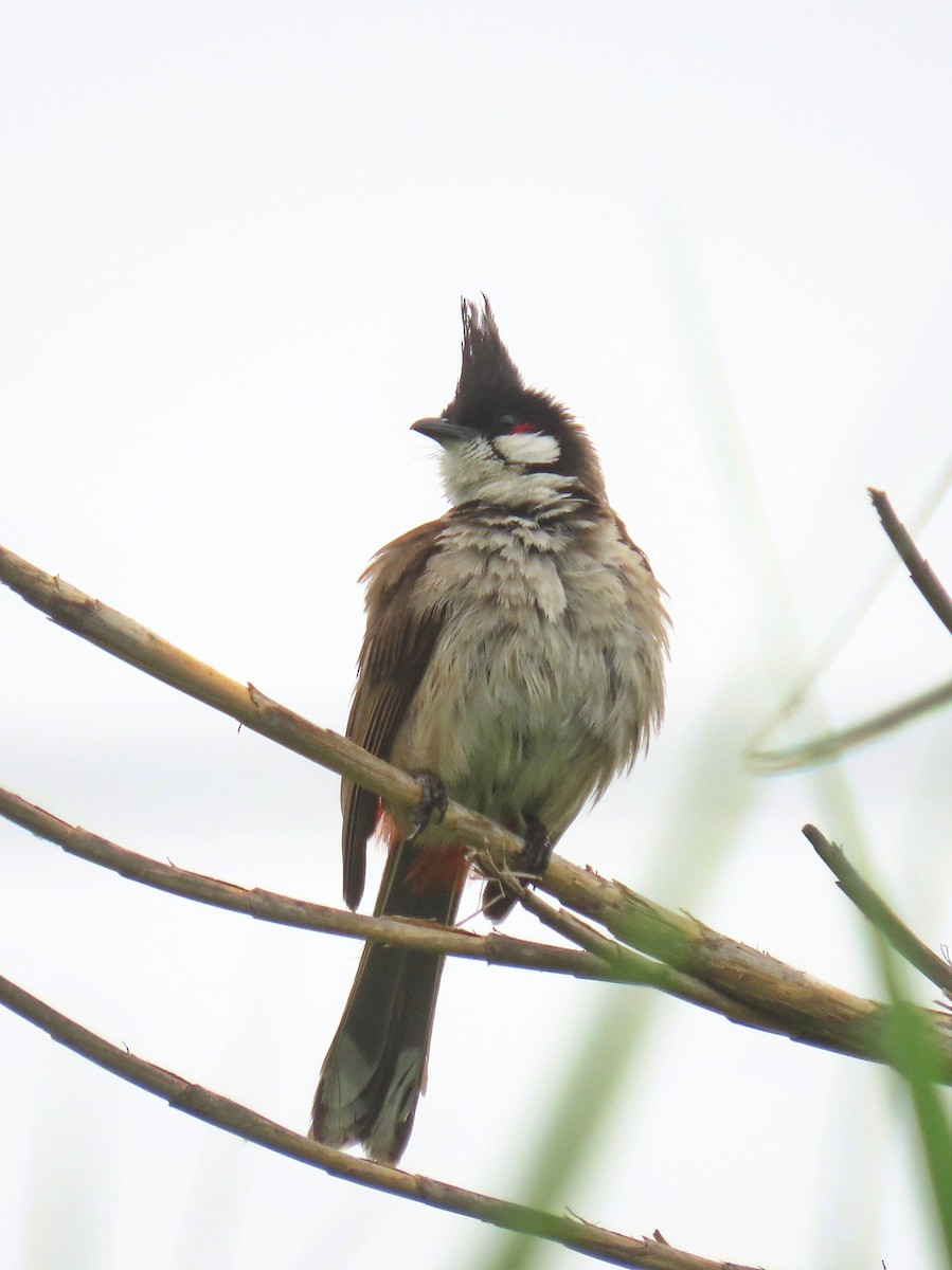 bulbul červenouchý - ML620592996