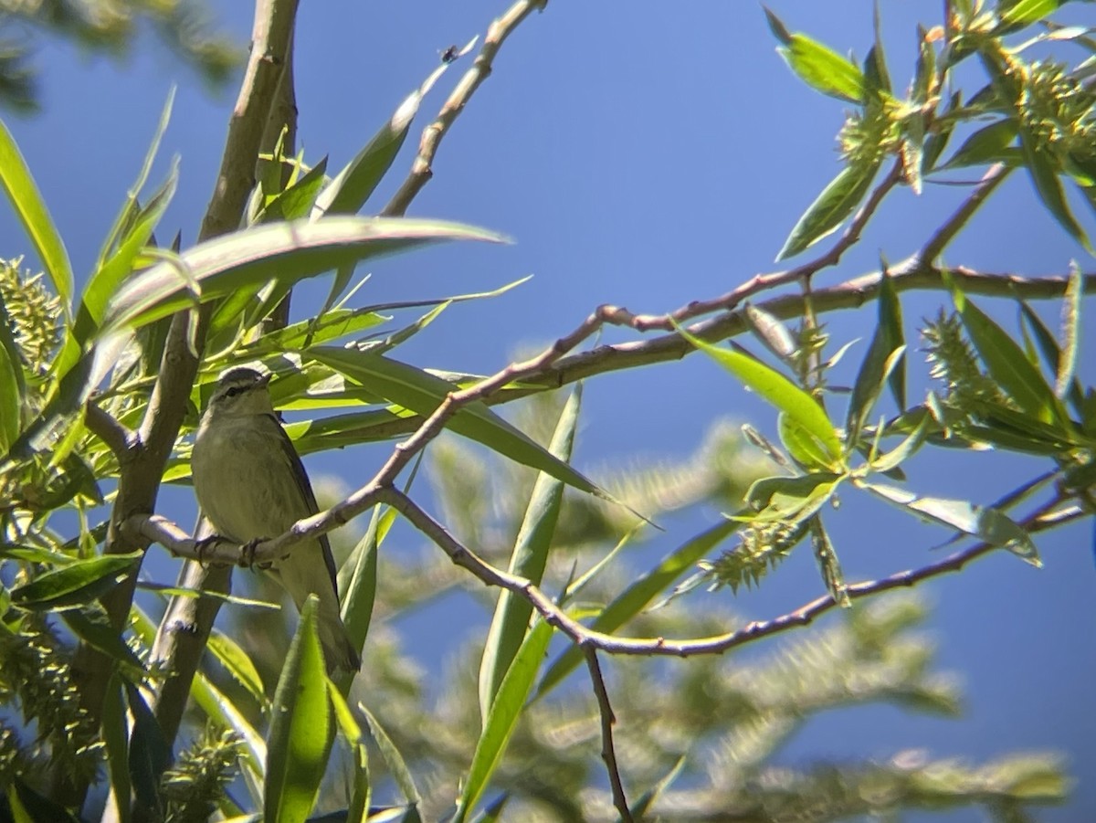 Tennessee Warbler - ML620593009