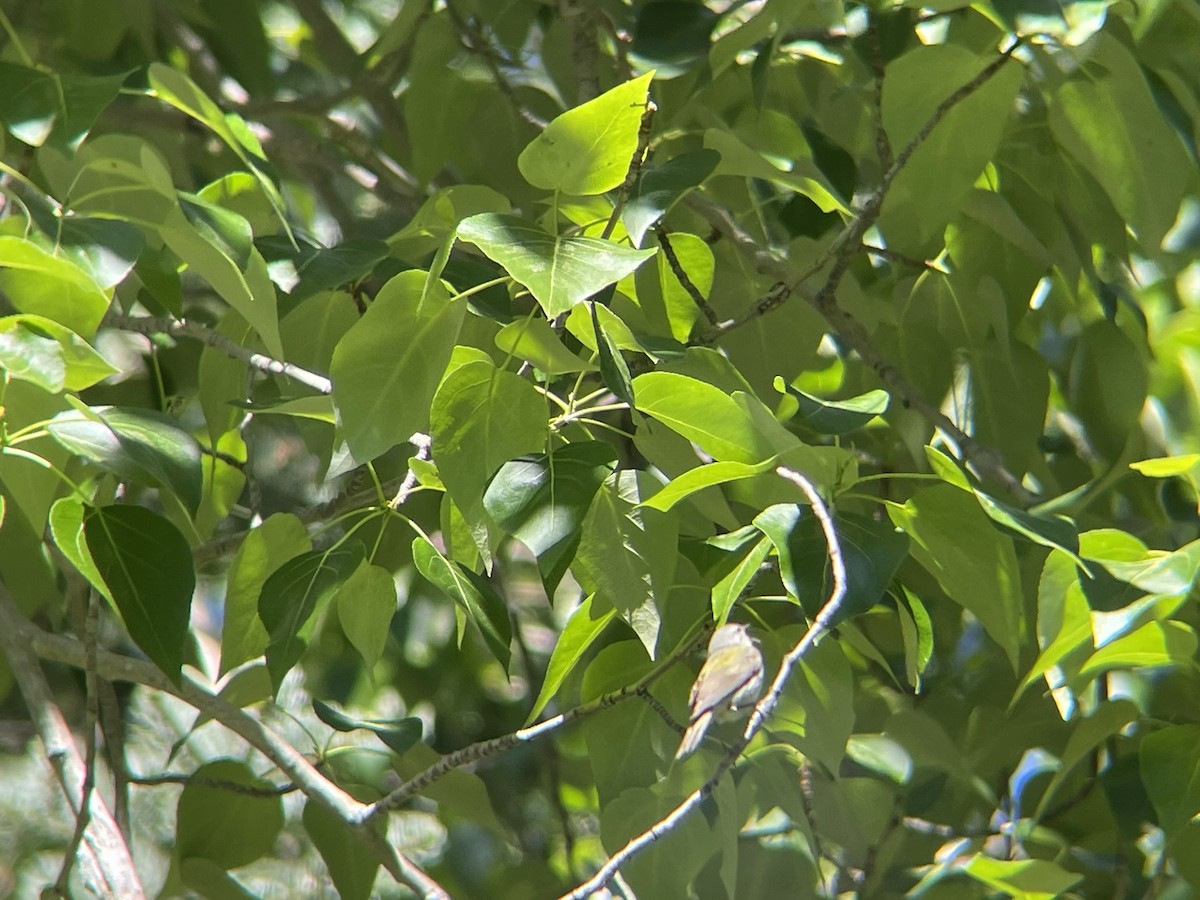 Tennessee Warbler - ML620593015