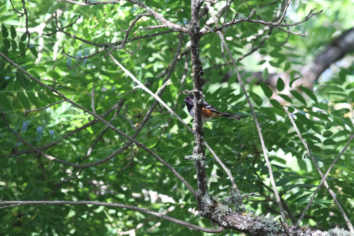 Spotted Towhee - ML620593020
