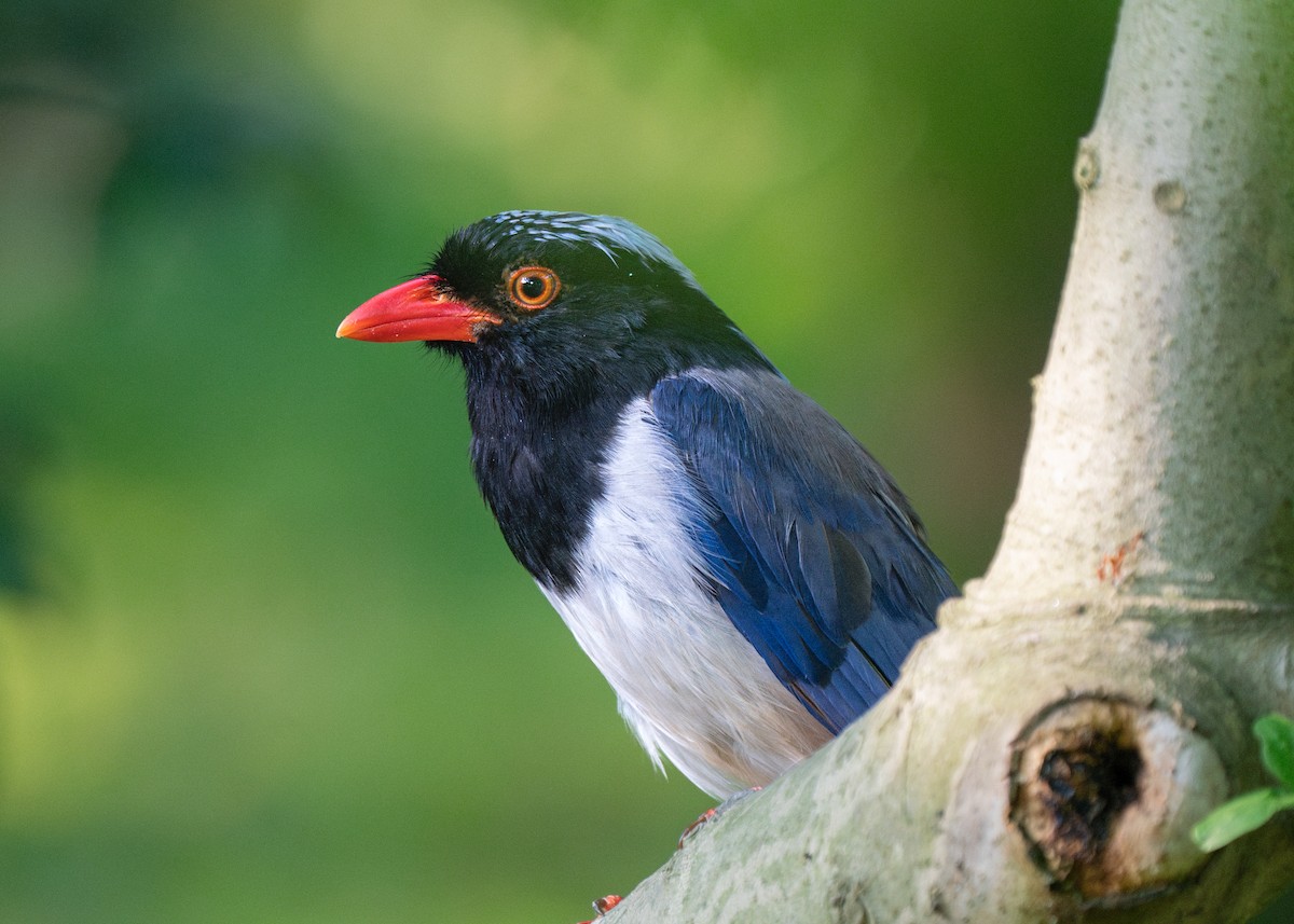 Red-billed Blue-Magpie - ML620593024