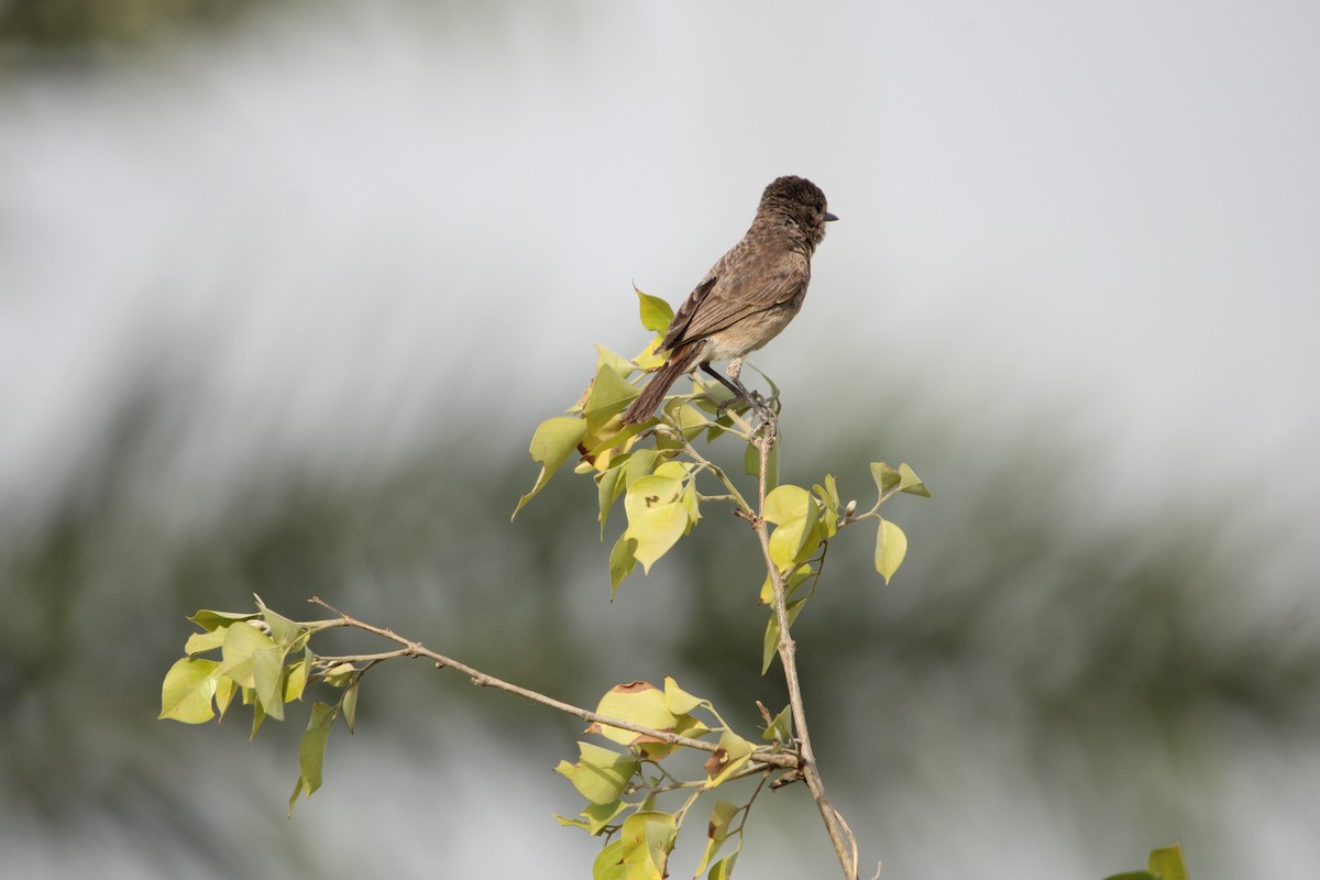 Red-vented Bulbul - ML620593026