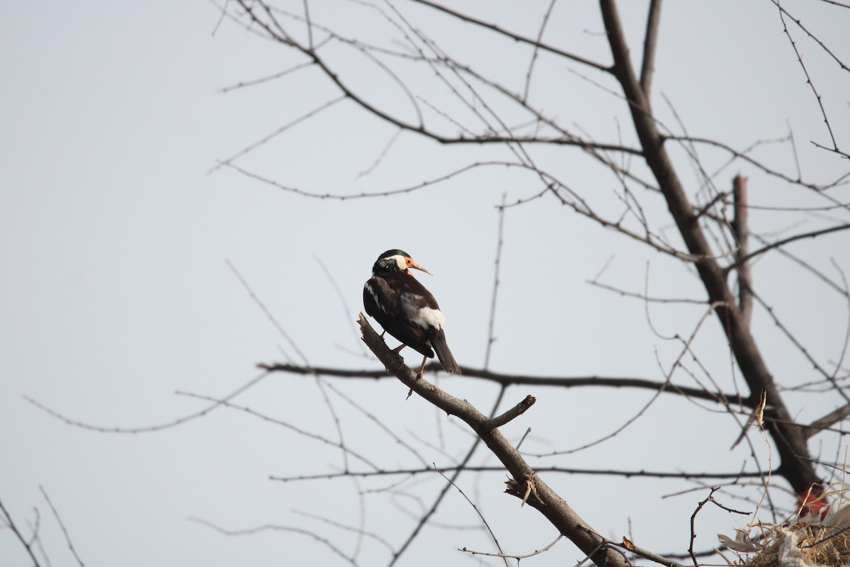 Indian Pied Starling - ML620593043