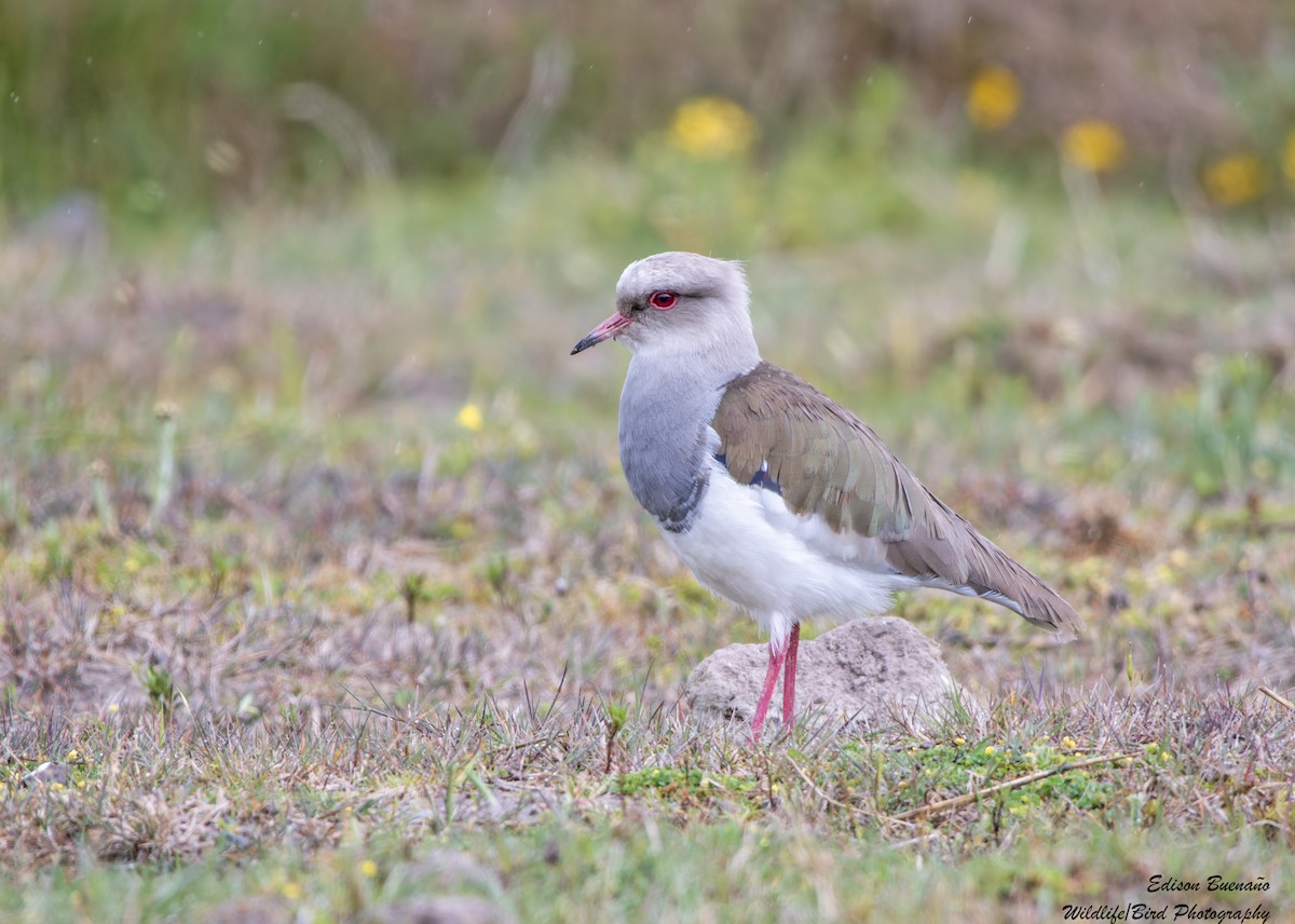 Andean Lapwing - ML620593085