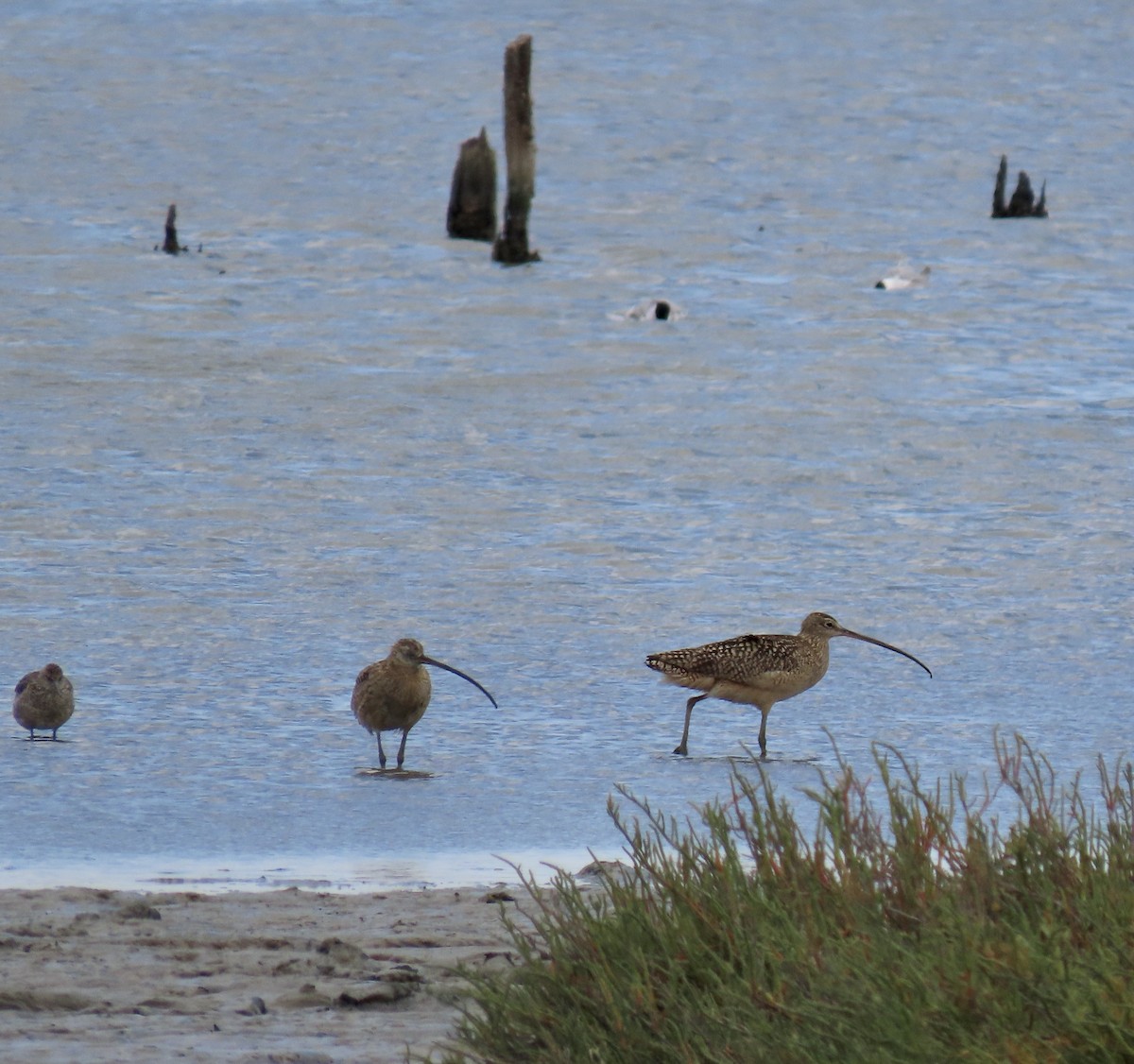 Long-billed Curlew - ML620593088