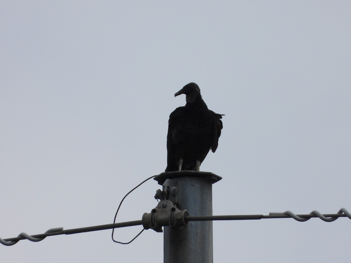 Black Vulture - ML620593095