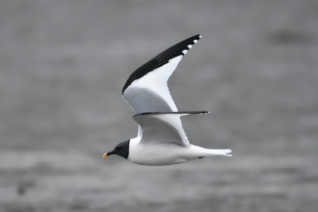 Sabine's Gull - ML620593117