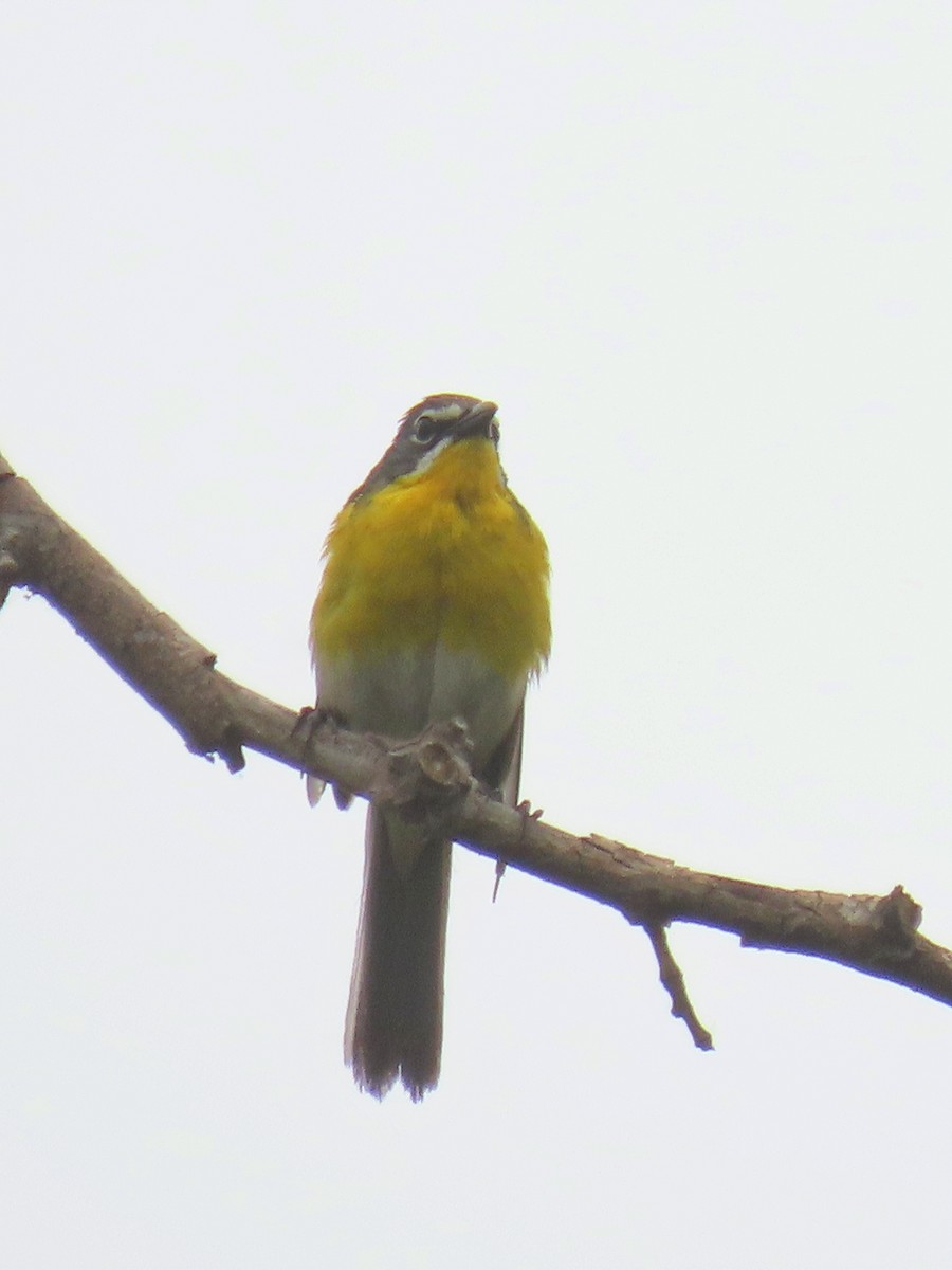 Yellow-breasted Chat - ML620593118