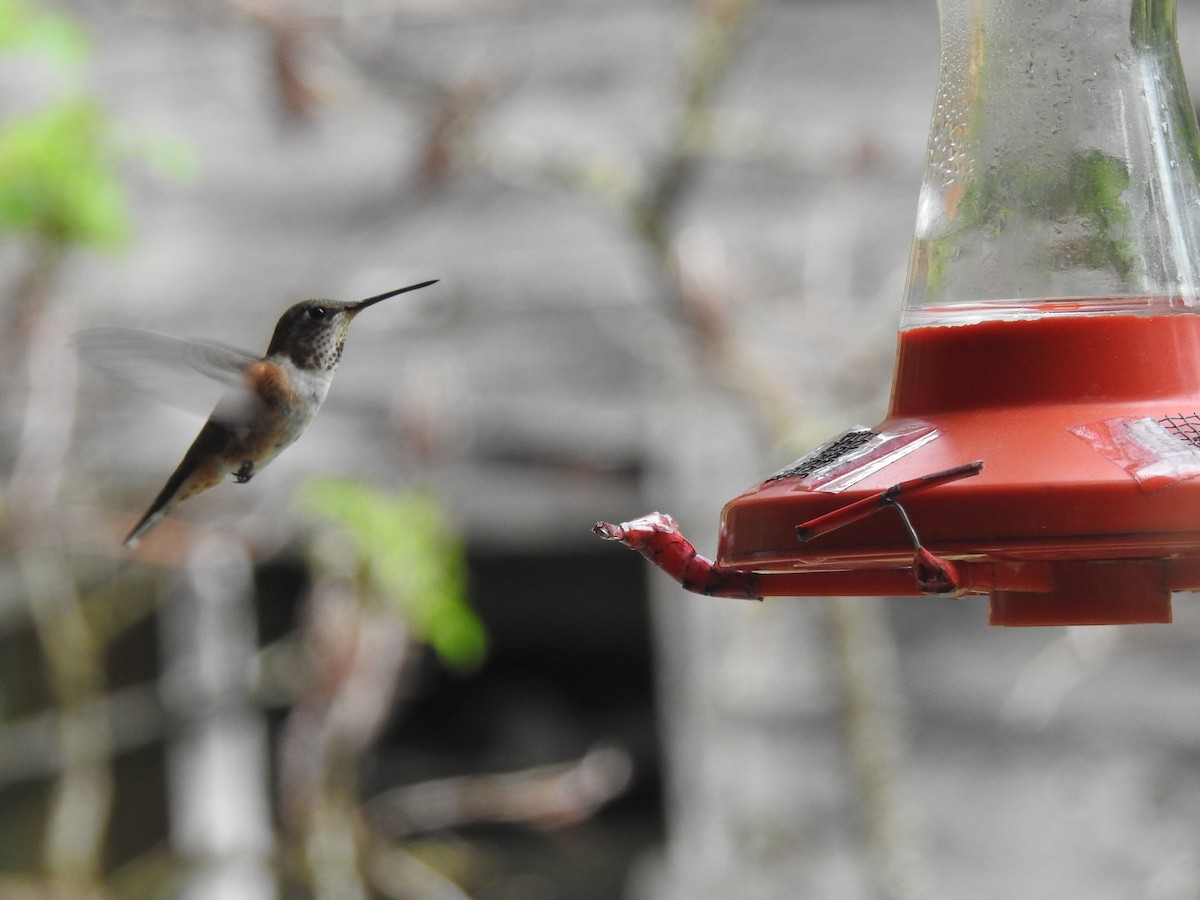 Rufous Hummingbird - ML620593120