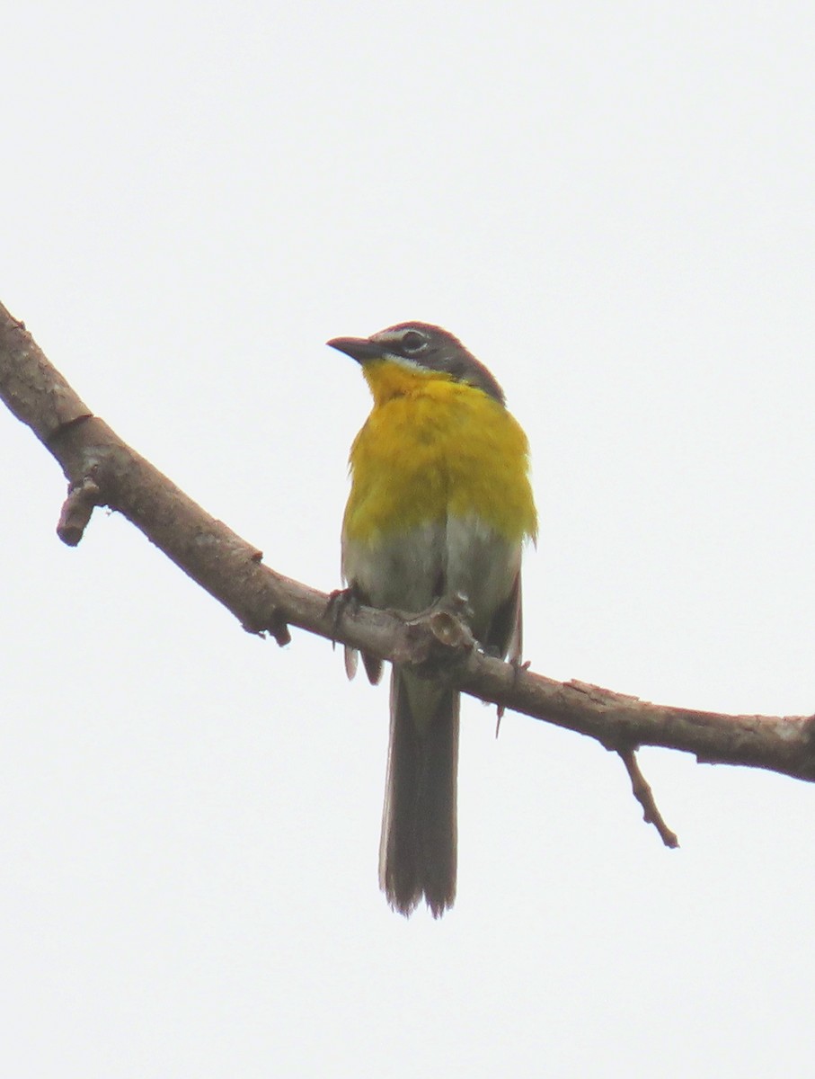 Yellow-breasted Chat - ML620593152