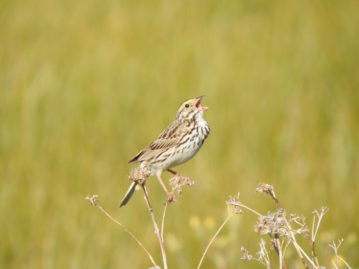 Savannah Sparrow - ML620593159