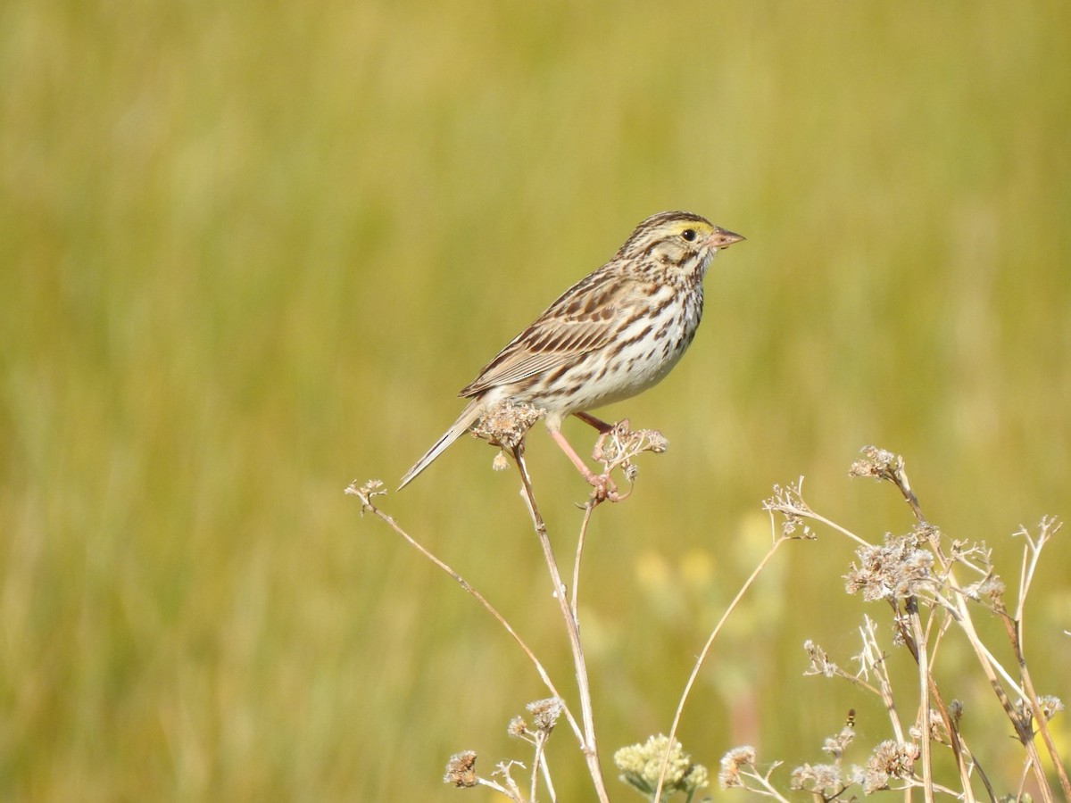 Savannah Sparrow - ML620593160