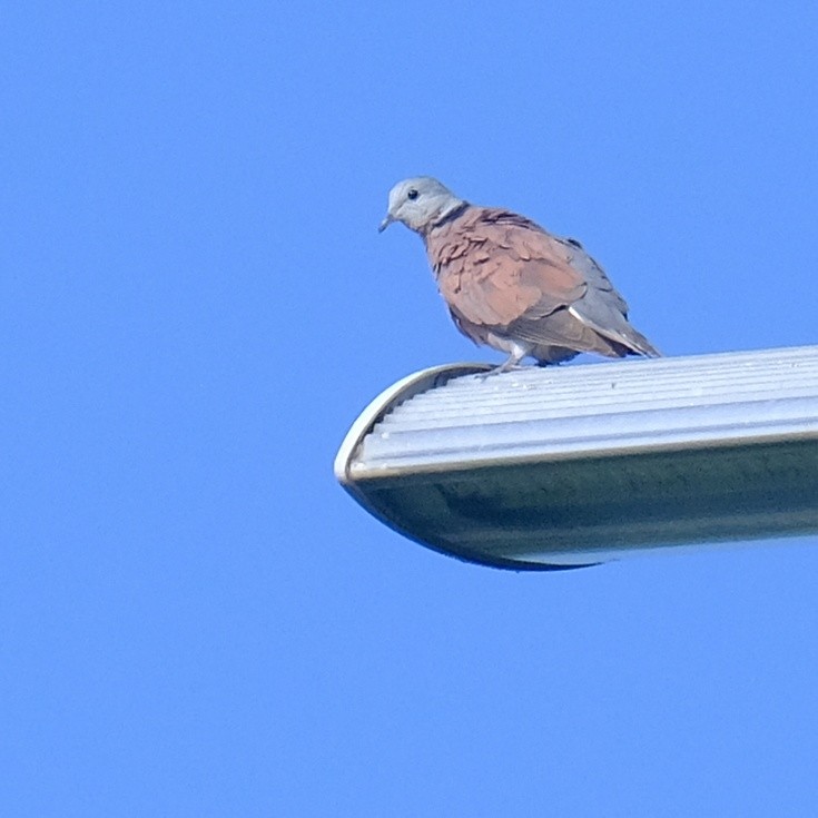 Red Collared-Dove - ML620593161