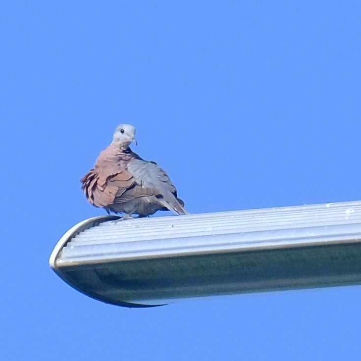 Red Collared-Dove - ML620593162