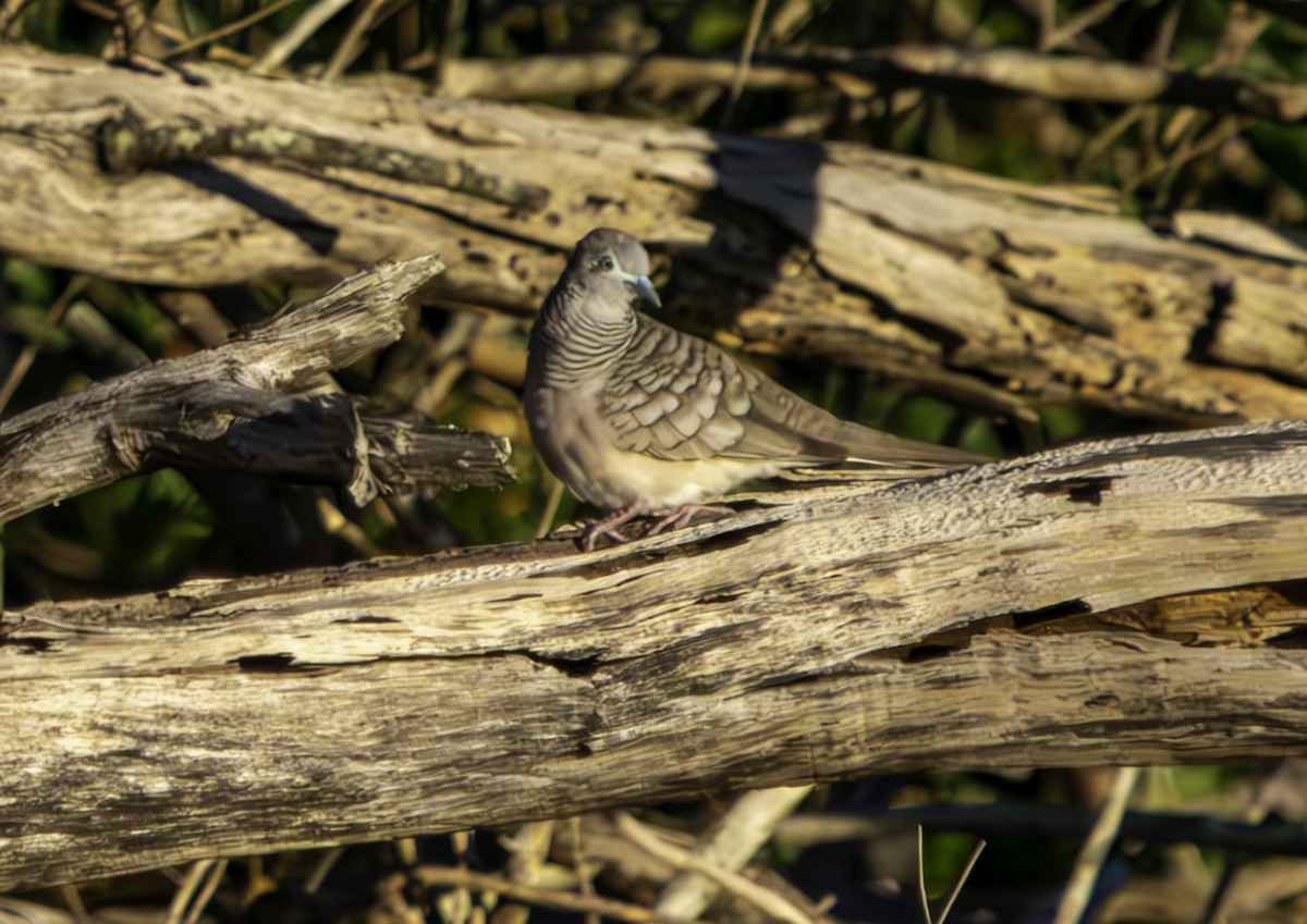 Peaceful Dove - ML620593164