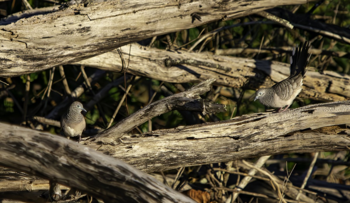 Peaceful Dove - ML620593165