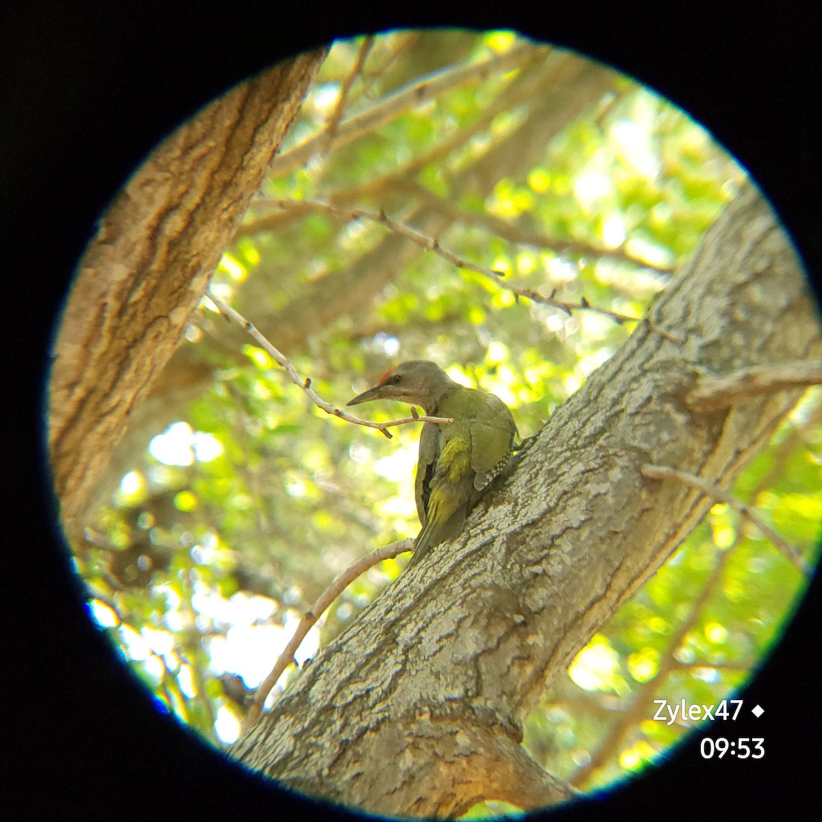 Gray-headed Woodpecker (Gray-headed) - ML620593168