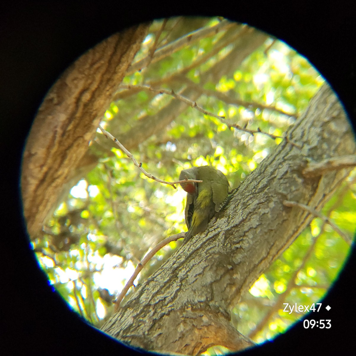 Gray-headed Woodpecker (Gray-headed) - ML620593169