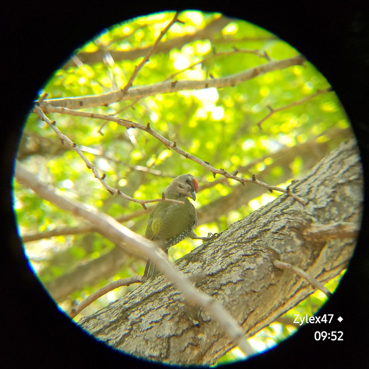 Gray-headed Woodpecker (Gray-headed) - ML620593171