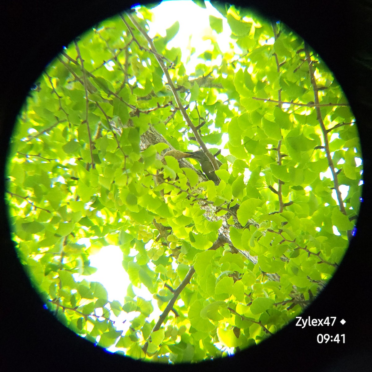 Gray-headed Woodpecker (Gray-headed) - ML620593173