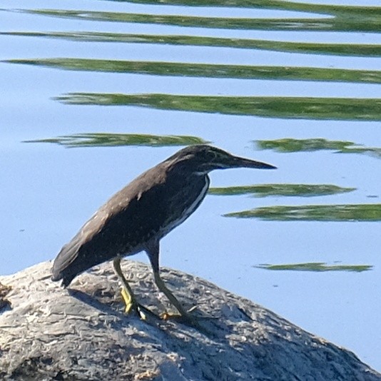 Striated Heron - Kuan Chia Hsiu