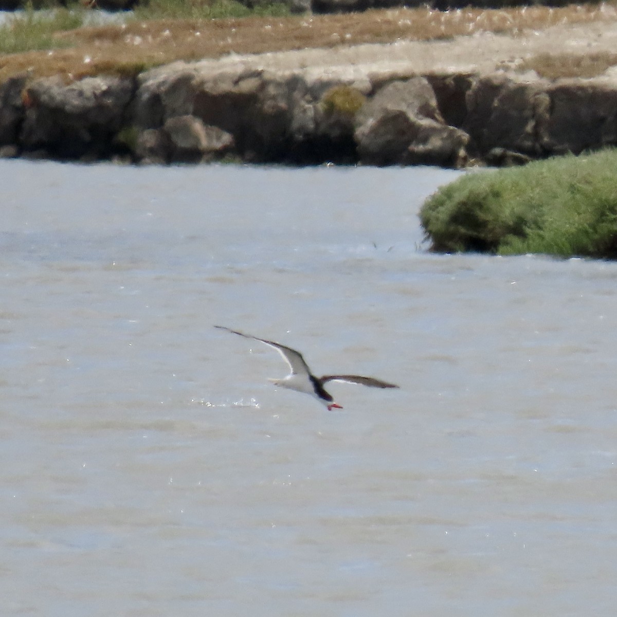 Black Skimmer - ML620593191