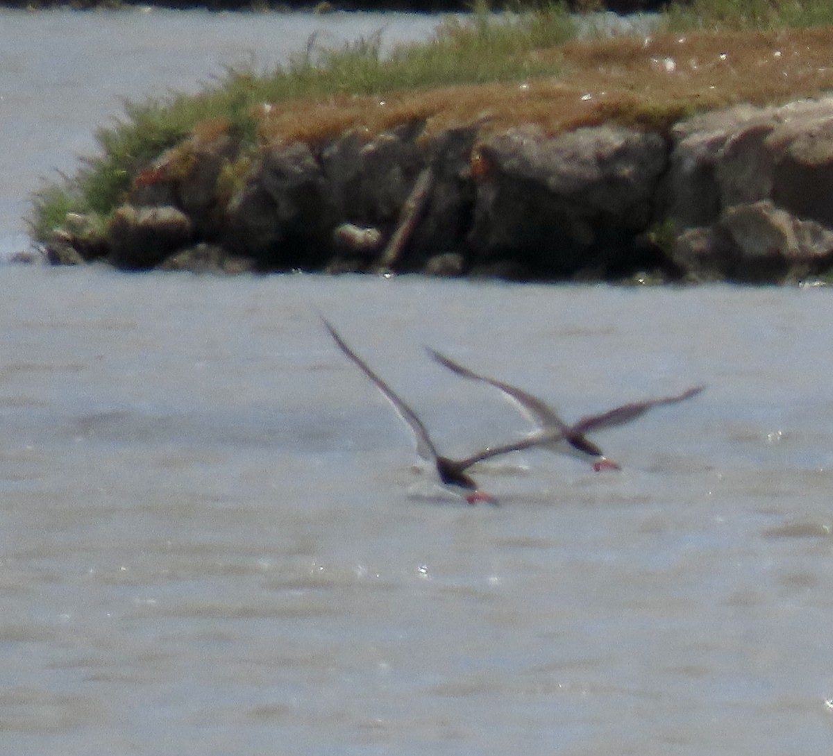 Black Skimmer - ML620593192