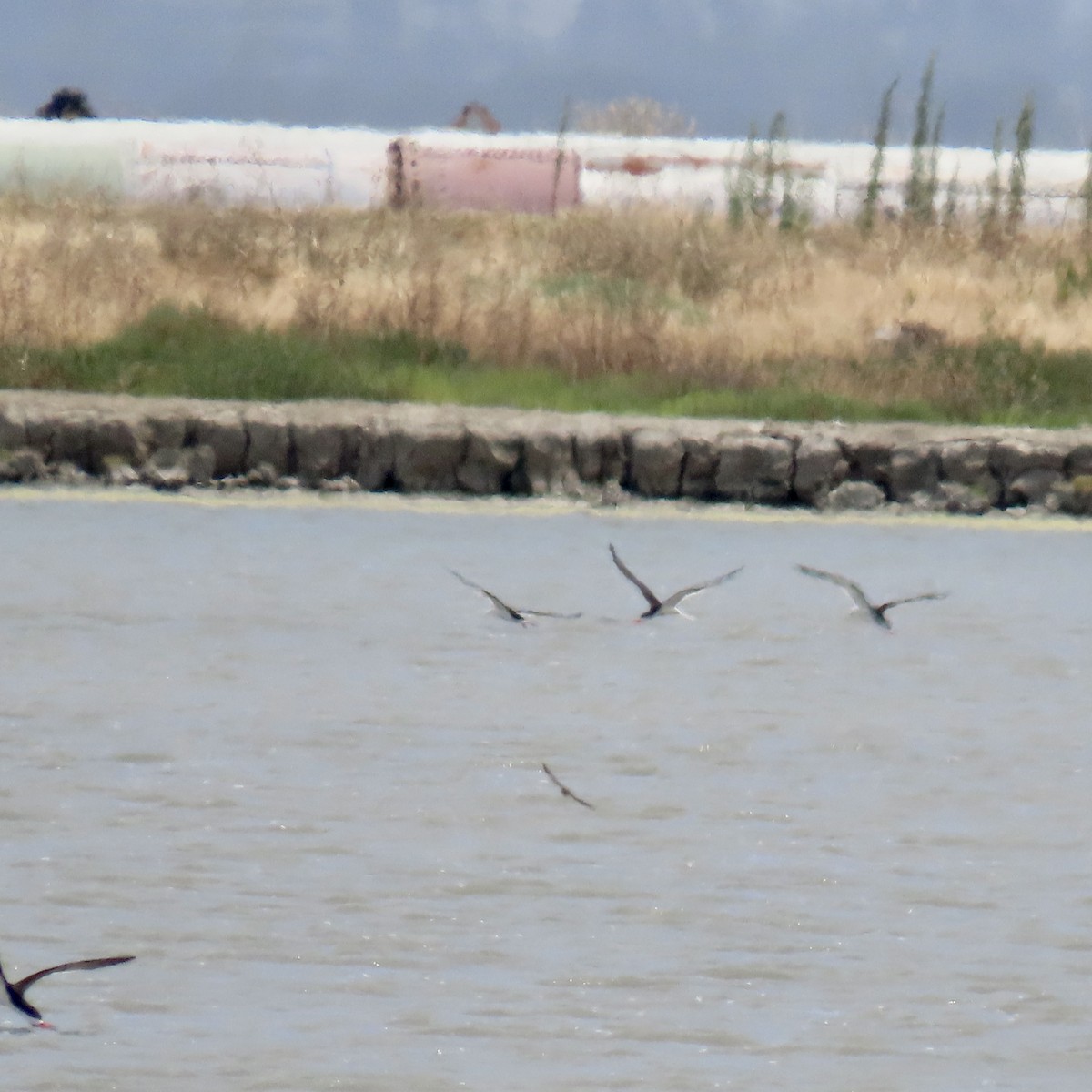 Black Skimmer - ML620593194