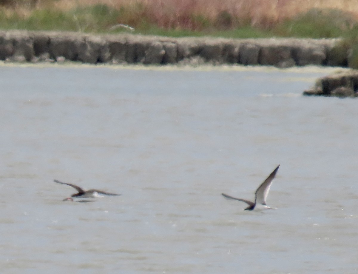 Black Skimmer - ML620593195