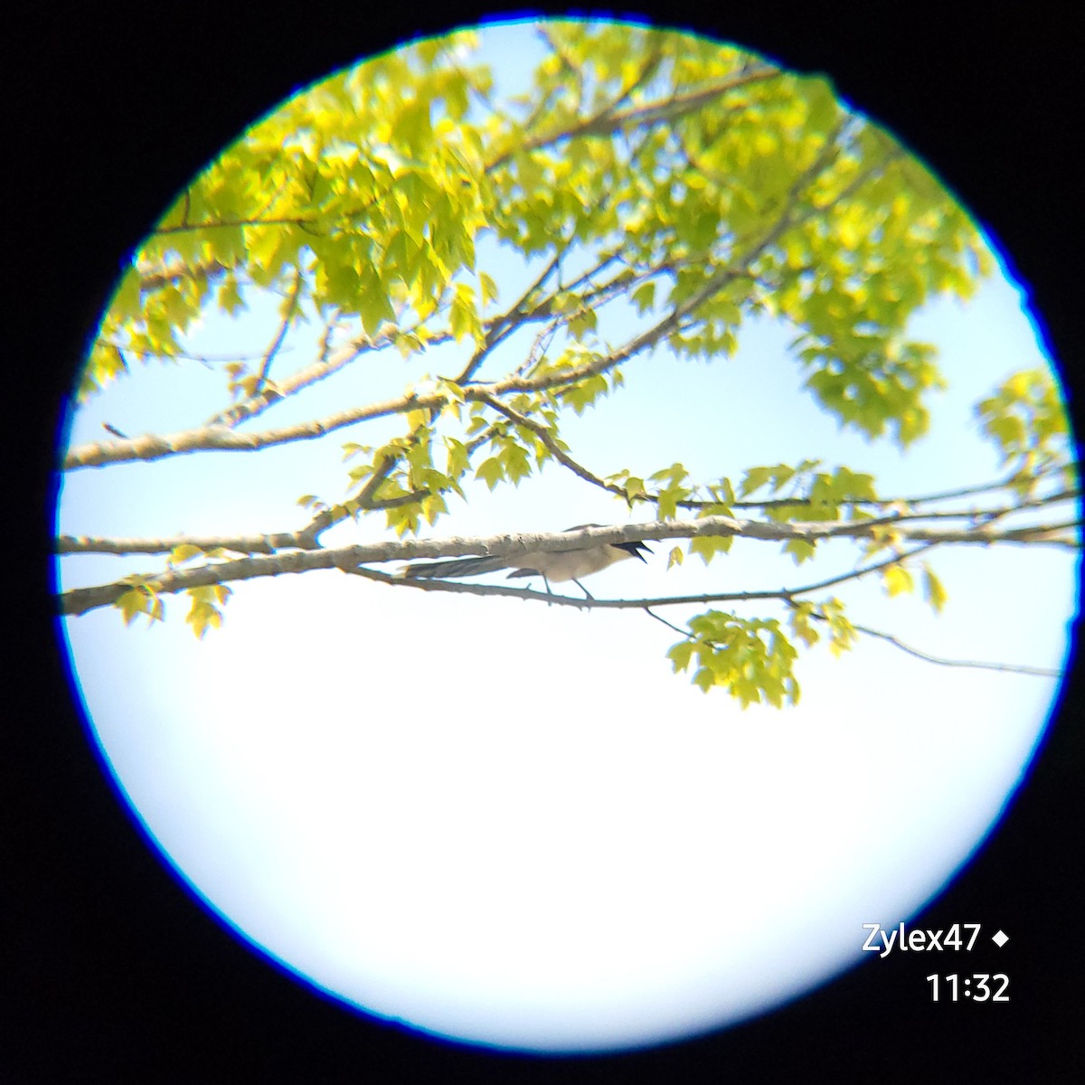 Azure-winged Magpie - ML620593197