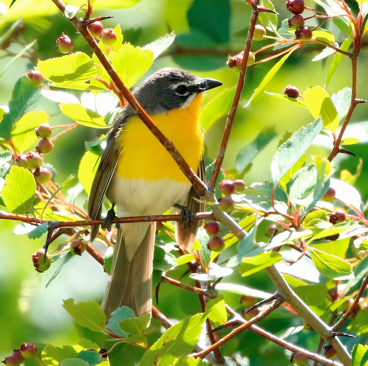 Yellow-breasted Chat - ML620593203