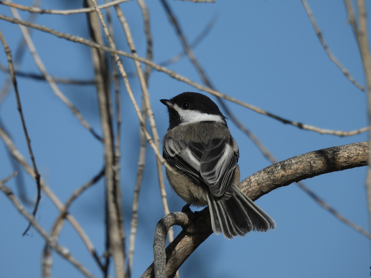 Black-capped Chickadee - ML620593208