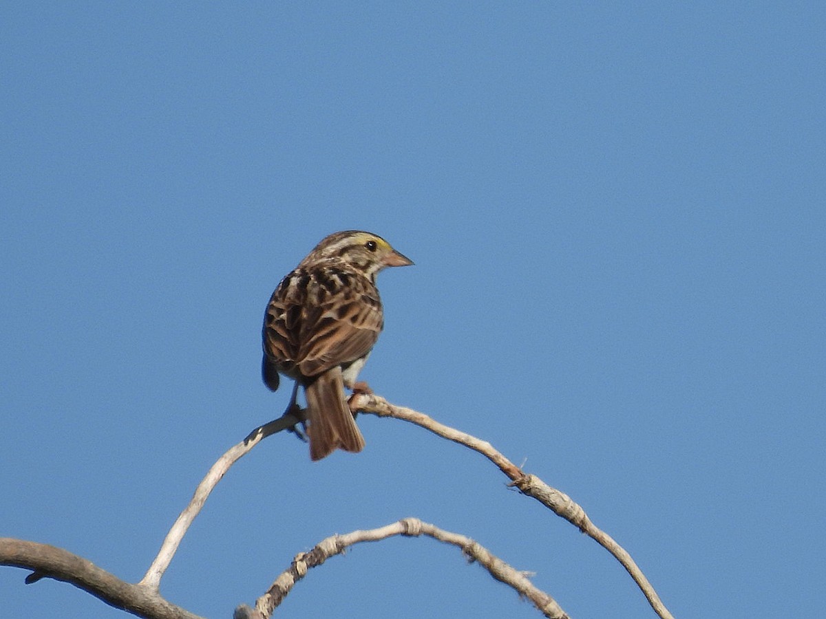 Savannah Sparrow - ML620593237