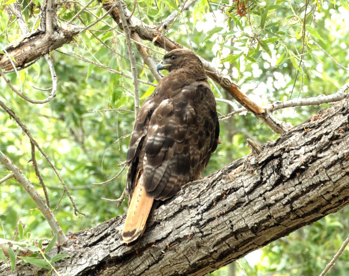 Red-tailed Hawk - Merryl Edelstein
